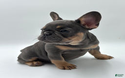 French Bulldog dogs for sale: Montreal - Image 8