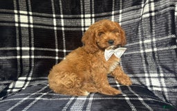 Cavapoo dogs for sale: Whiskey - Image 9