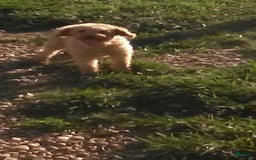 Mini Goldendoodle dogs for sale: Hallie - Image 10