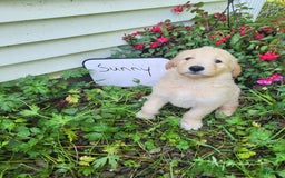 Goldendoodle dogs for sale: Sunny - Image 1