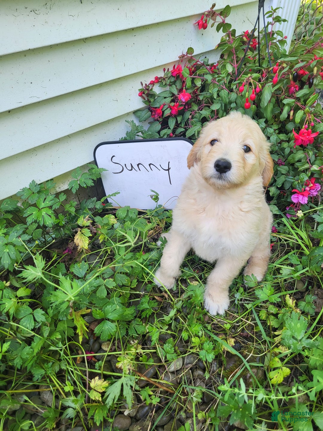 Goldendoodle dogs for sale: Sunny - Image 1