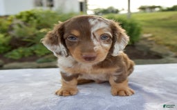 Miniature Dachshund dogs for sale: Finley - Image 2