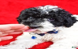 Miniature Poodle dogs for sale: Logan - Image 6