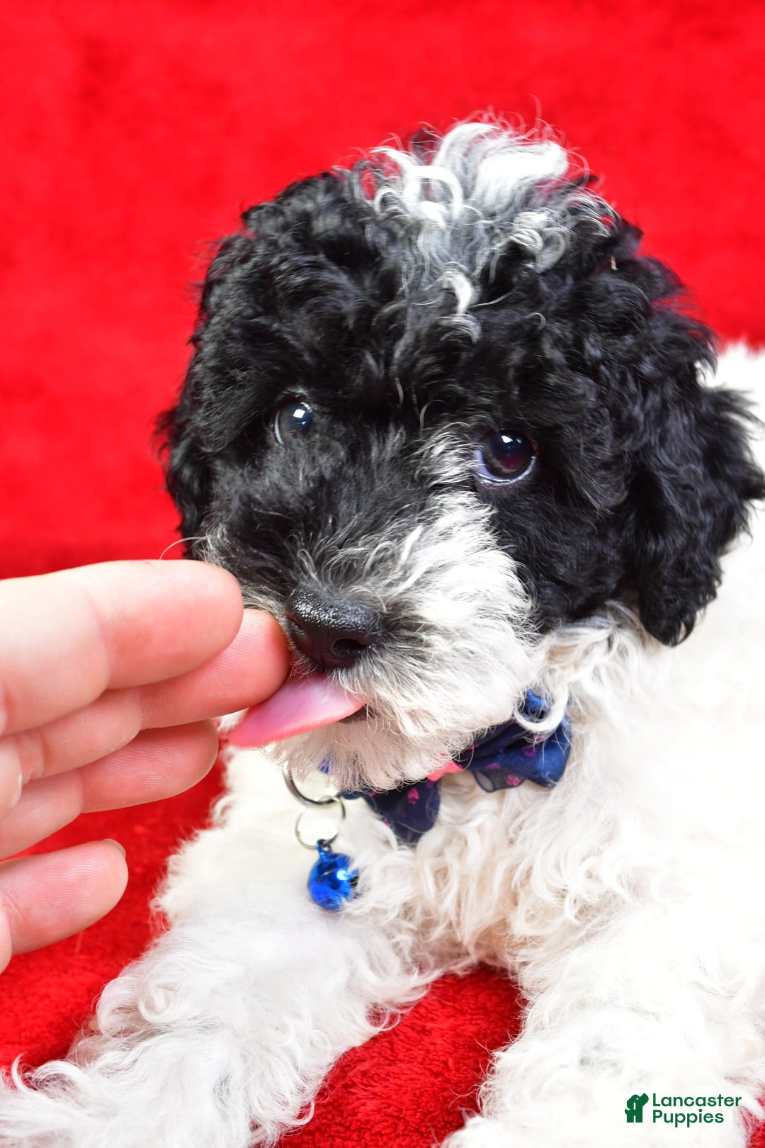 Miniature Poodle dogs for sale: Logan - Image 6