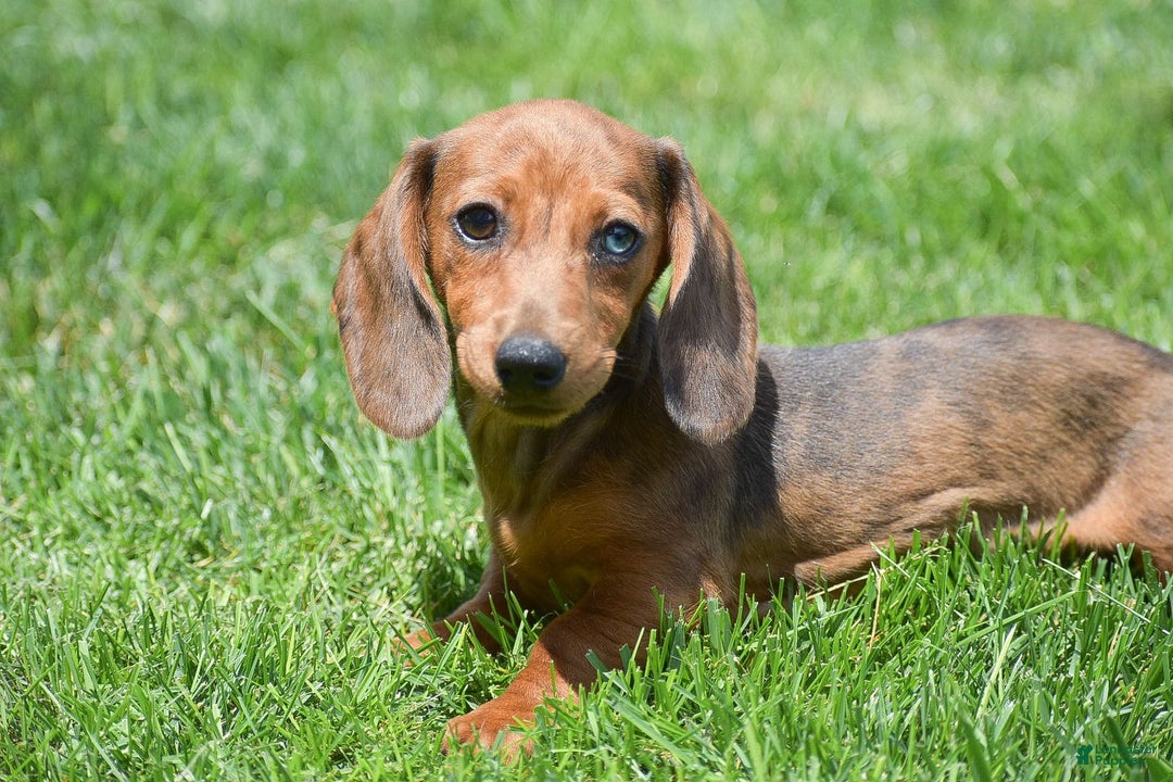 Dachshund dogs for sale: Bella - Image 2