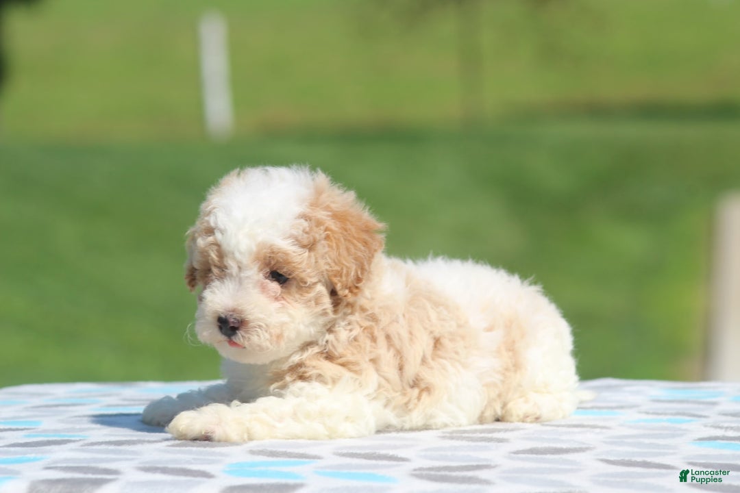 Maltipoo dogs for sale: Charlier - Image 7