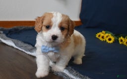 Cavachon dogs for sale: Rusty - Image 2