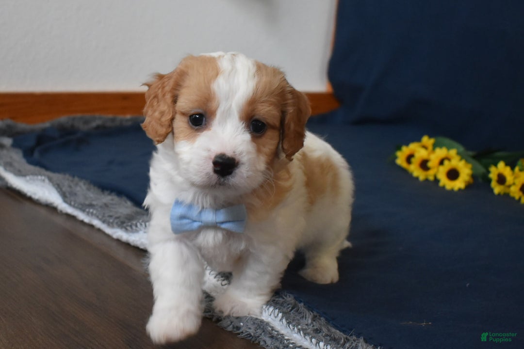 Cavachon dogs for sale: Rusty - Image 2
