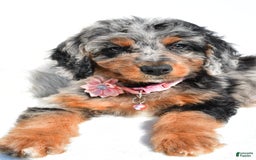 Mini Aussiedoodle dogs for sale: Elaine - Image 9