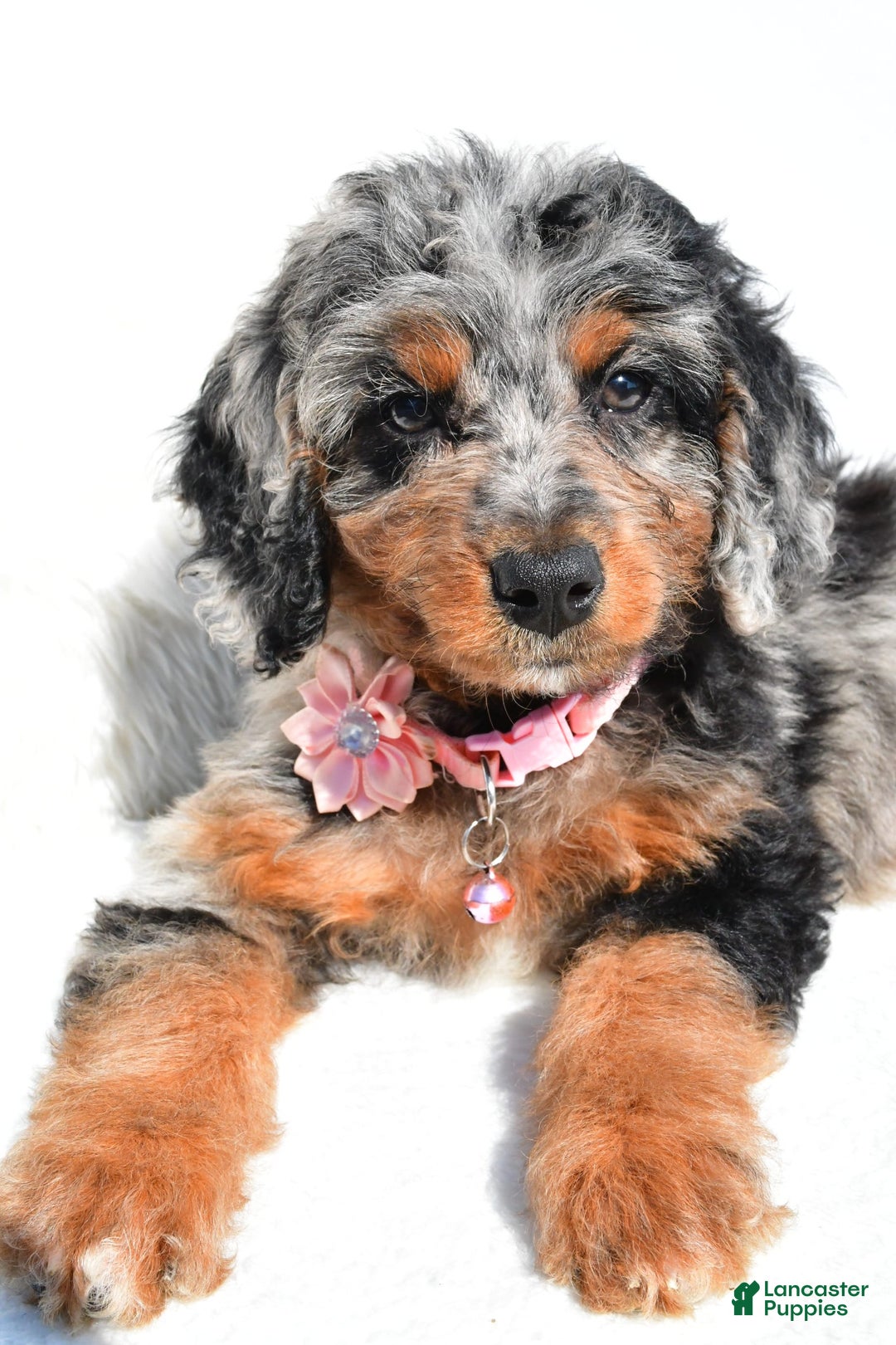 Mini Aussiedoodle dogs for sale: Elaine - Image 9