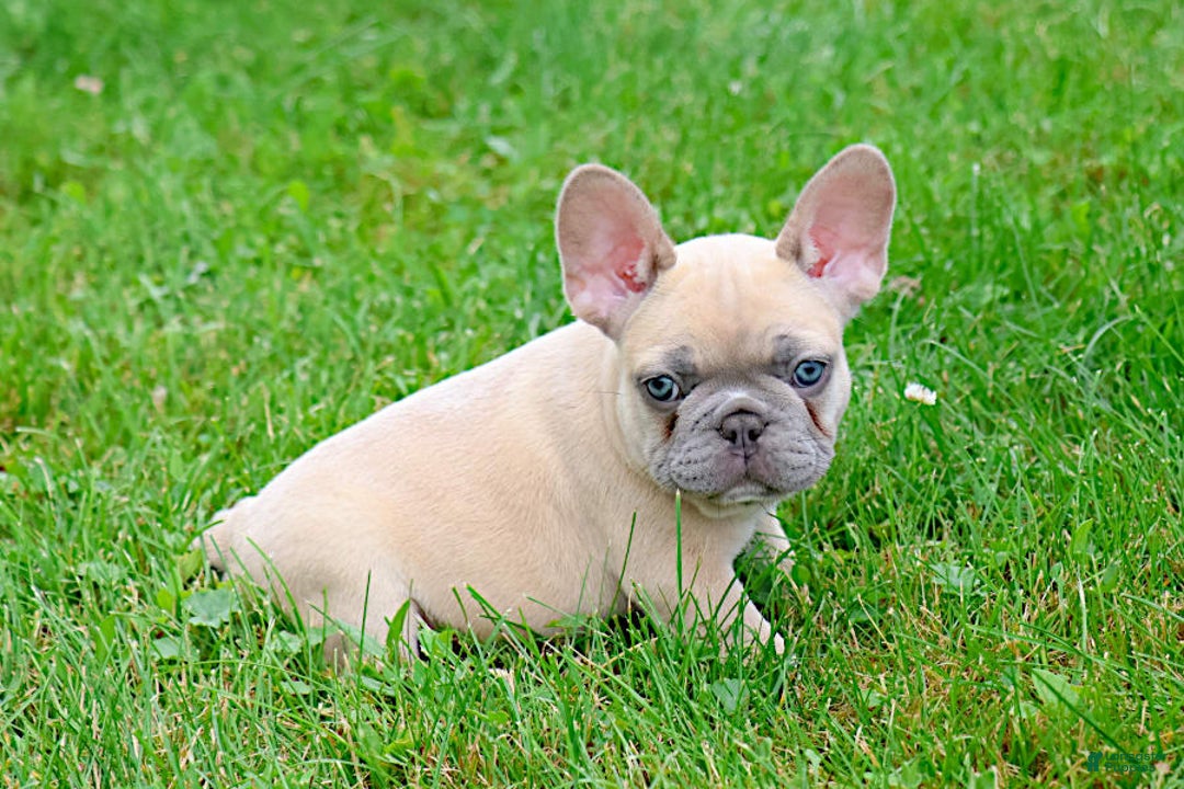 French Bulldog dogs for sale: Emma - Image 1
