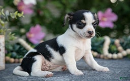 Chihuahua dogs for sale: Tally - Image 3