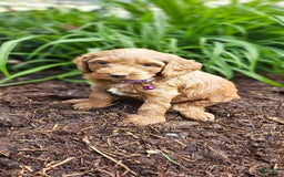 Miniature Poodle dogs for sale: Amber - Image 4