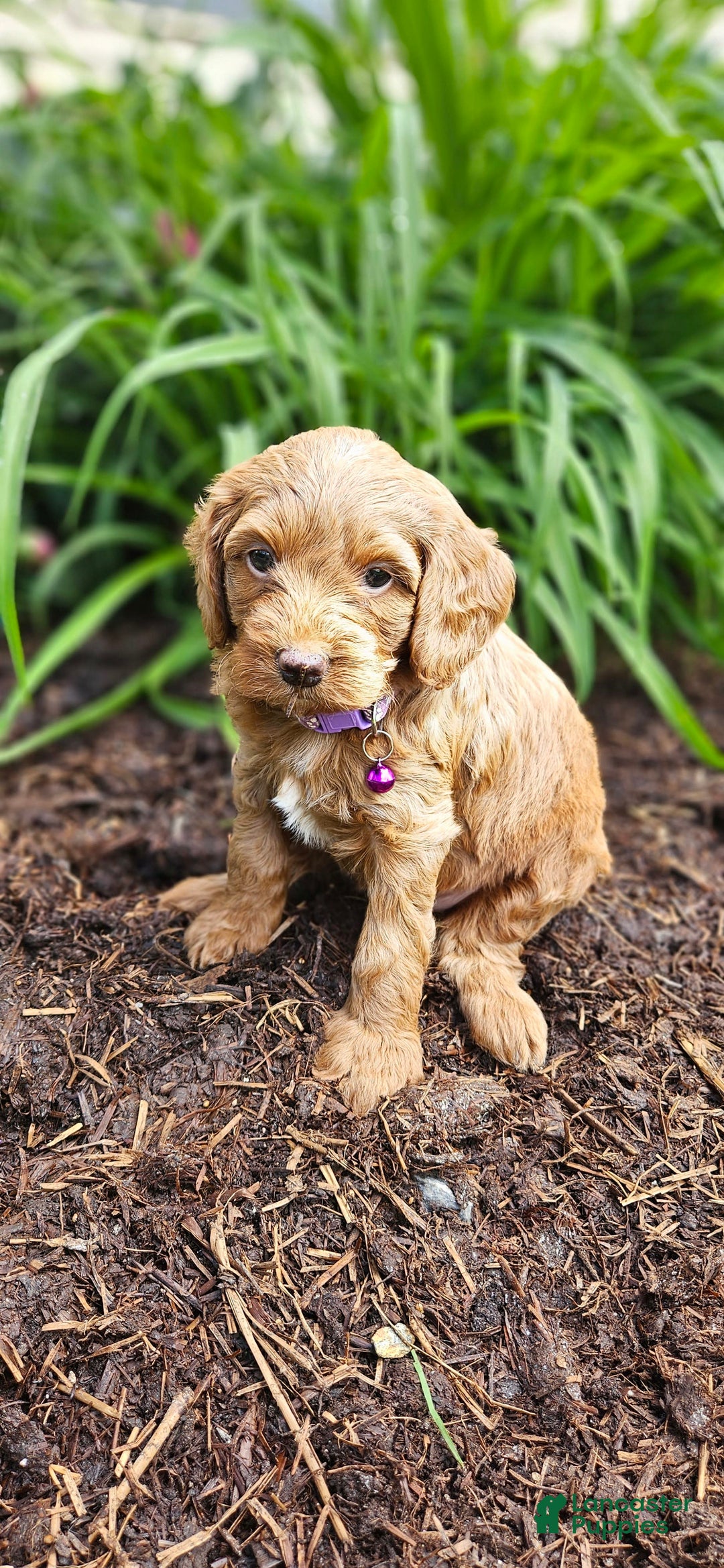 Miniature Poodle dogs for sale: Amber - Image 4