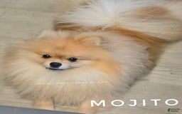 Pomeranian dogs for sale: Mojito  Sweet Boy  Crate And Dog Door Trained - Image 5