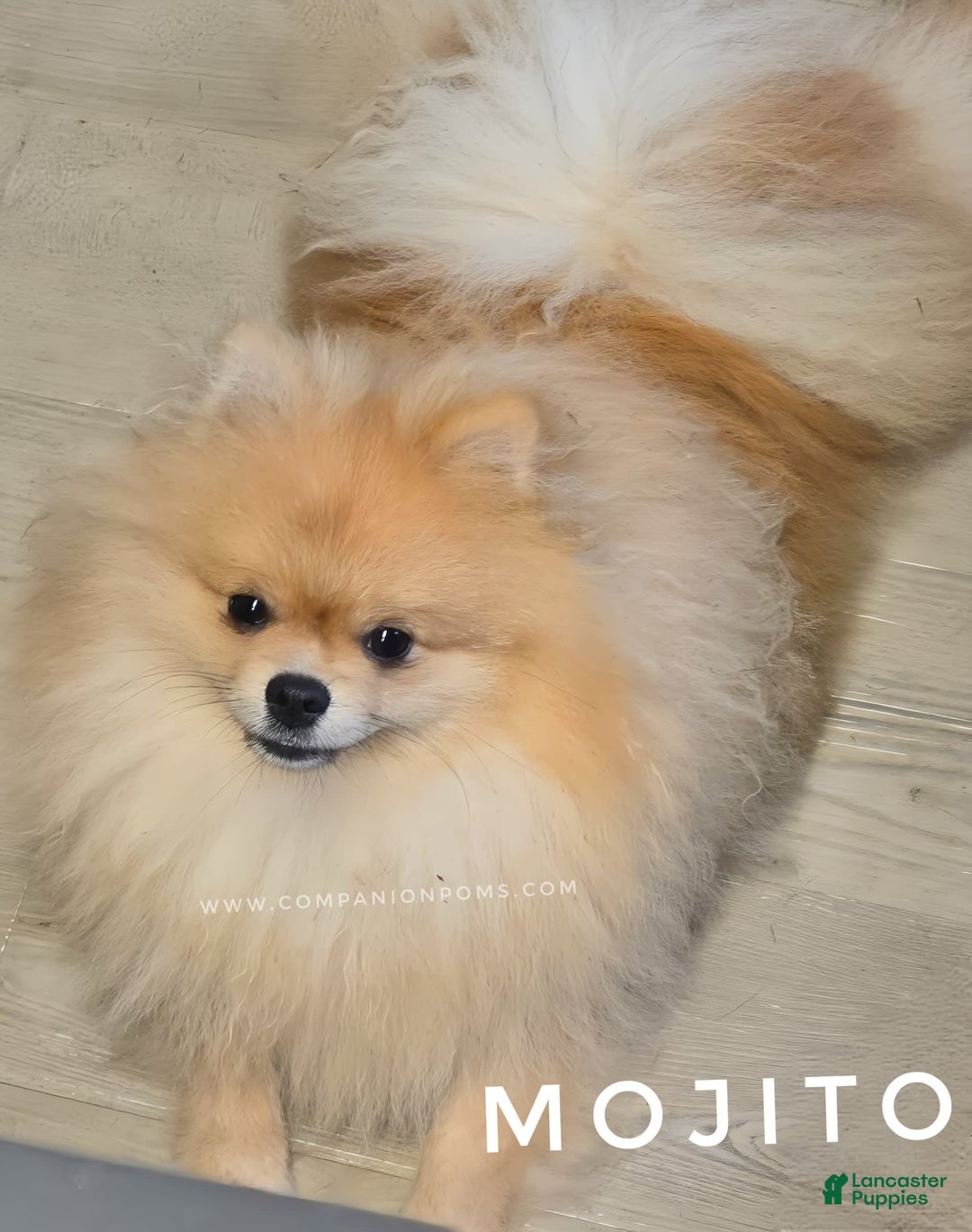 Pomeranian dogs for sale: Mojito  Sweet Boy  Crate And Dog Door Trained - Image 5