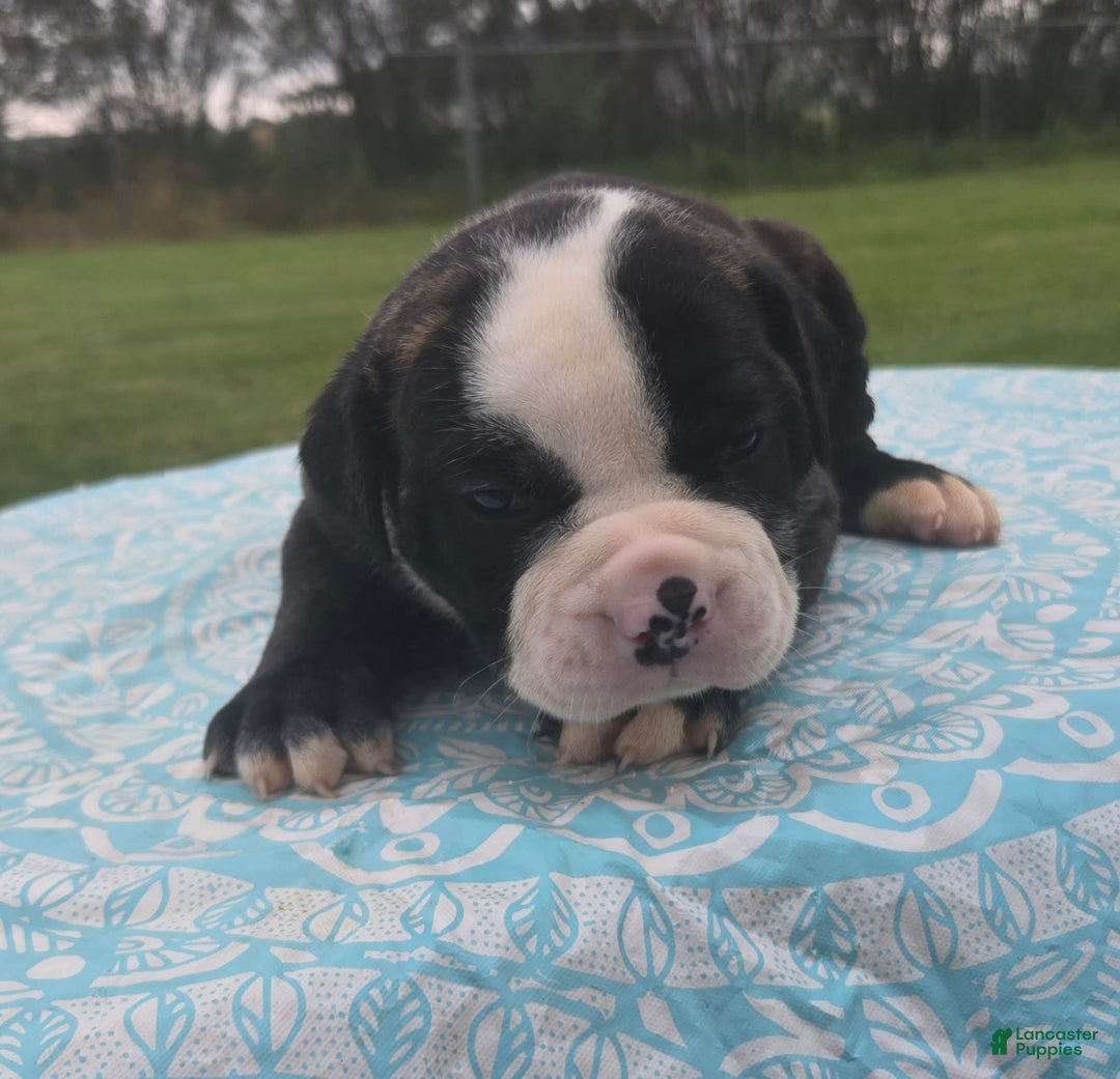 American Bulldog dogs for sale: Matilda - Image 2