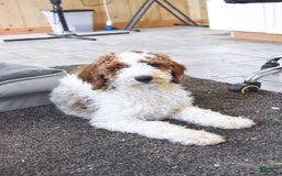 Goldendoodle dogs for sale: Oliver - Image 2