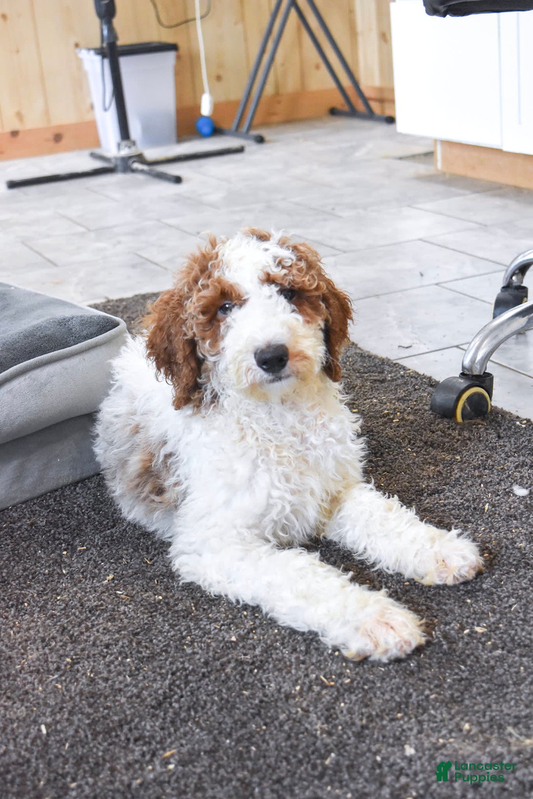 Goldendoodle dogs for sale: Oliver - Image 2