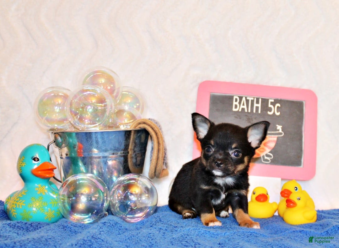 Chihuahua dogs for sale: Vino - Image 2