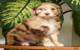 Aussiedoodle dogs for sale: Travis - Image 1