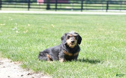 Miniature Dachshund dogs for sale: Teddy - Image 6