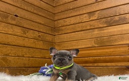 French Bulldog dogs for sale: Ryder - Image 10