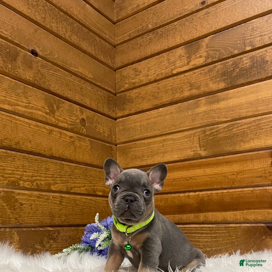 French Bulldog dogs for sale: Ryder - Image 10