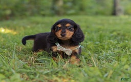 Miniature Dachshund dogs for sale: Sally - Image 8