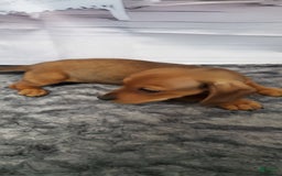 Dachshund dogs for sale: Jolly - Image 7