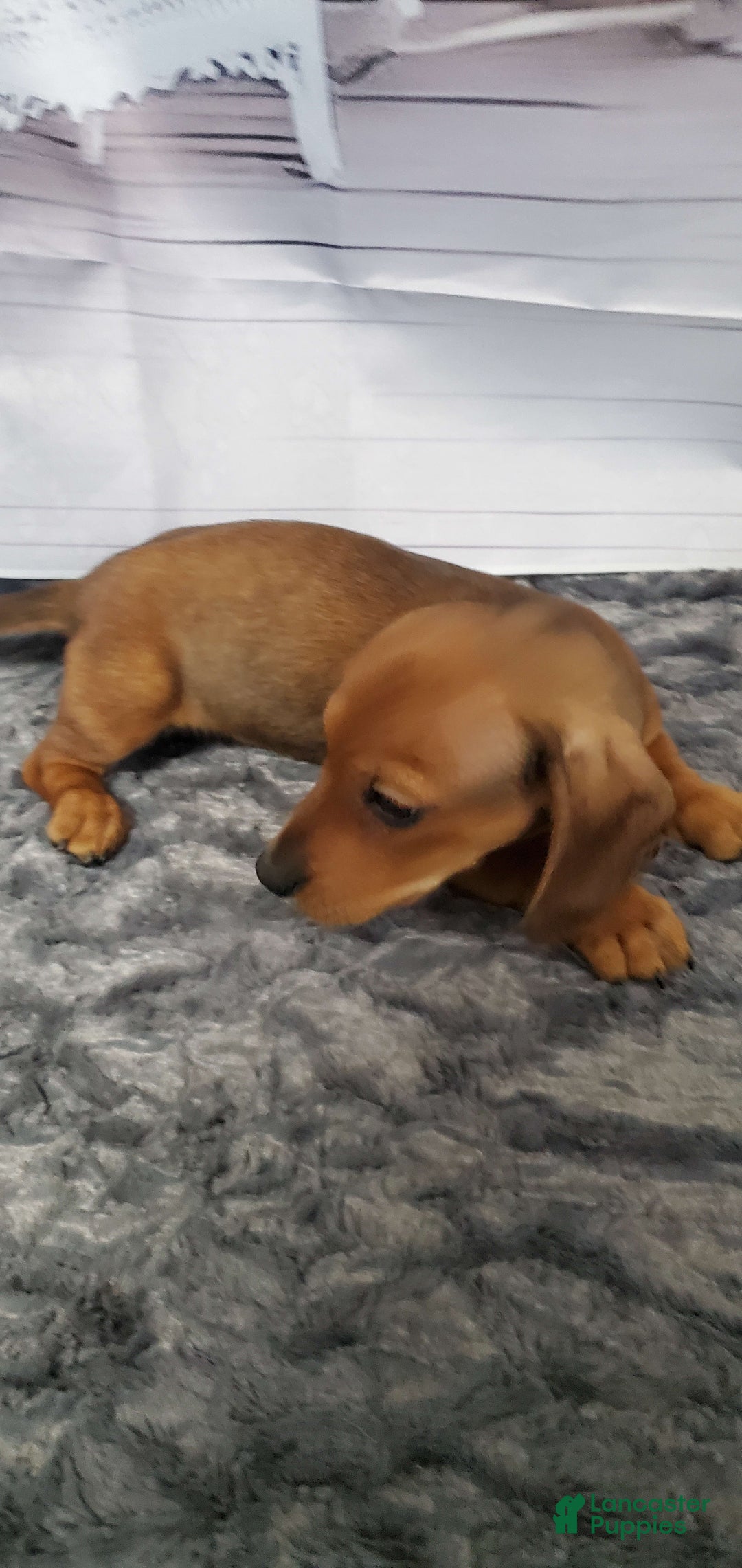 Dachshund dogs for sale: Jolly - Image 7