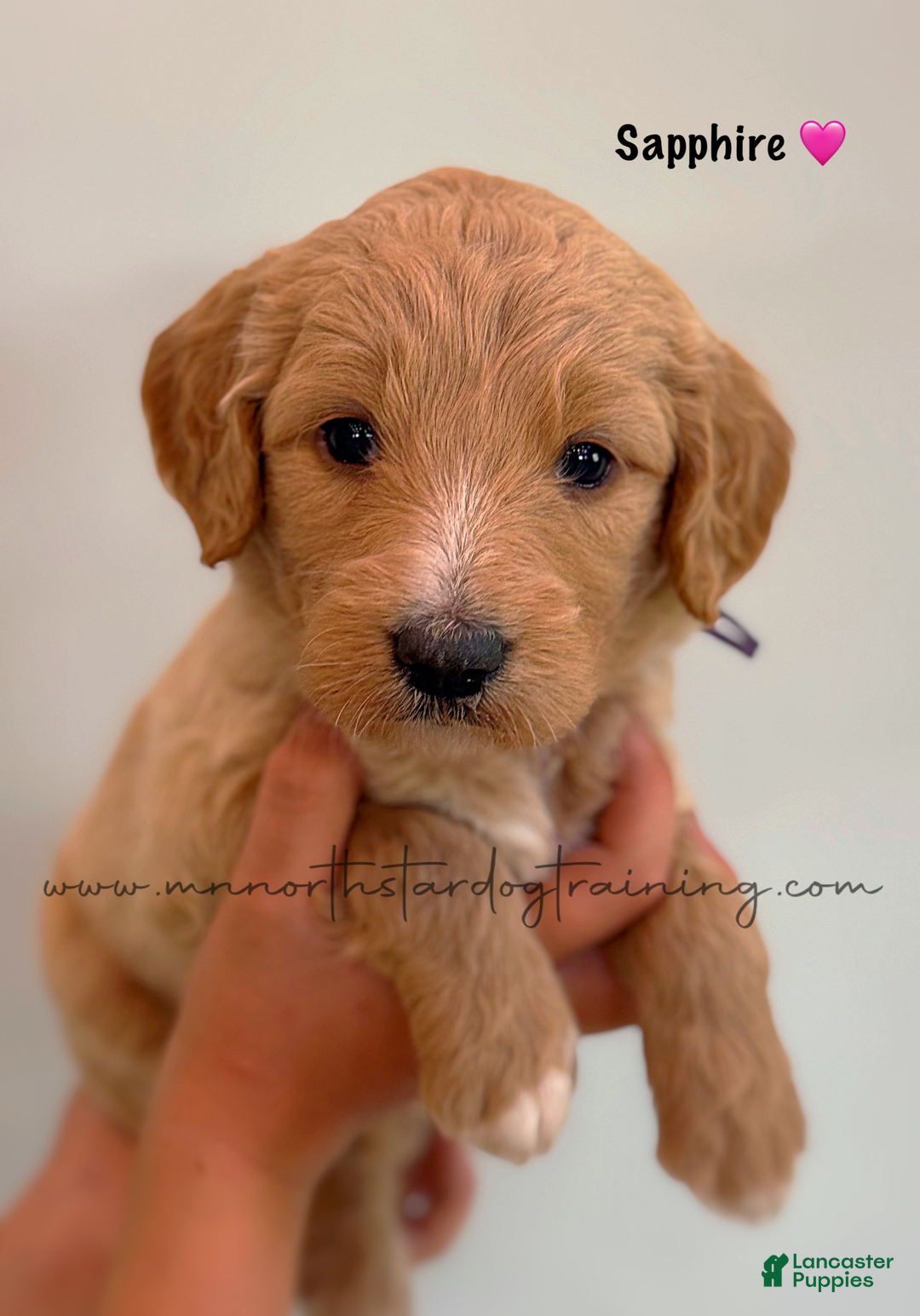 Goldendoodle dogs for sale: Sapphire - Image 2