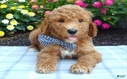 Standard Poodle dogs for sale: Dustan - Image 3
