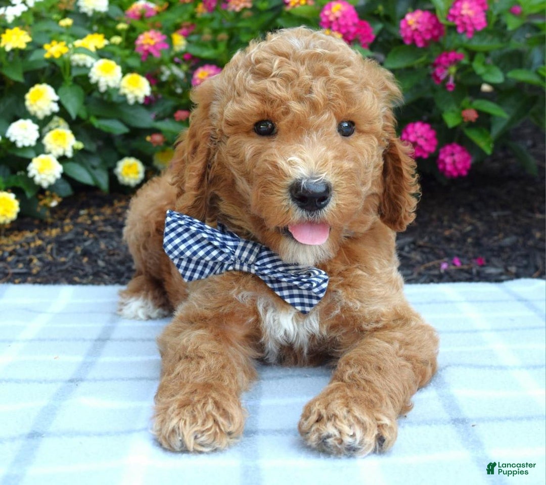 Standard Poodle dogs for sale: Dustan - Image 3