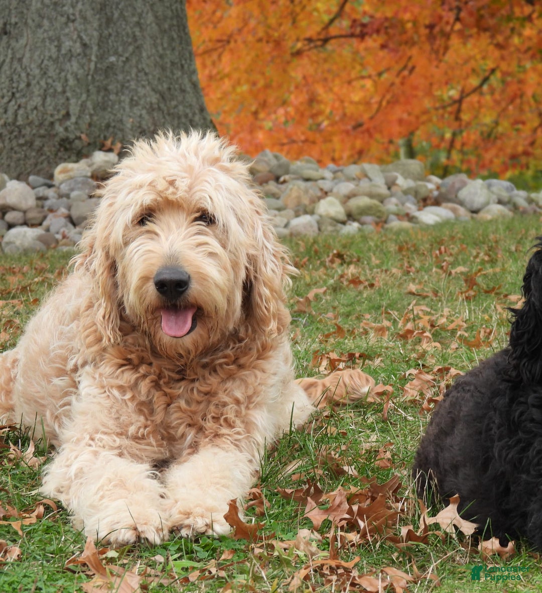Mini Goldendoodle dogs for sale: Sunflower F1b - Image 9