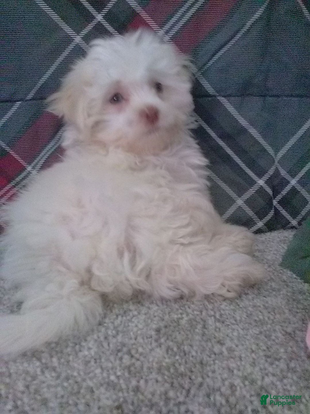 Maltese dogs for sale: Daisy - Image 7