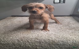 Jackapoo dogs for sale: Sandy - Image 3