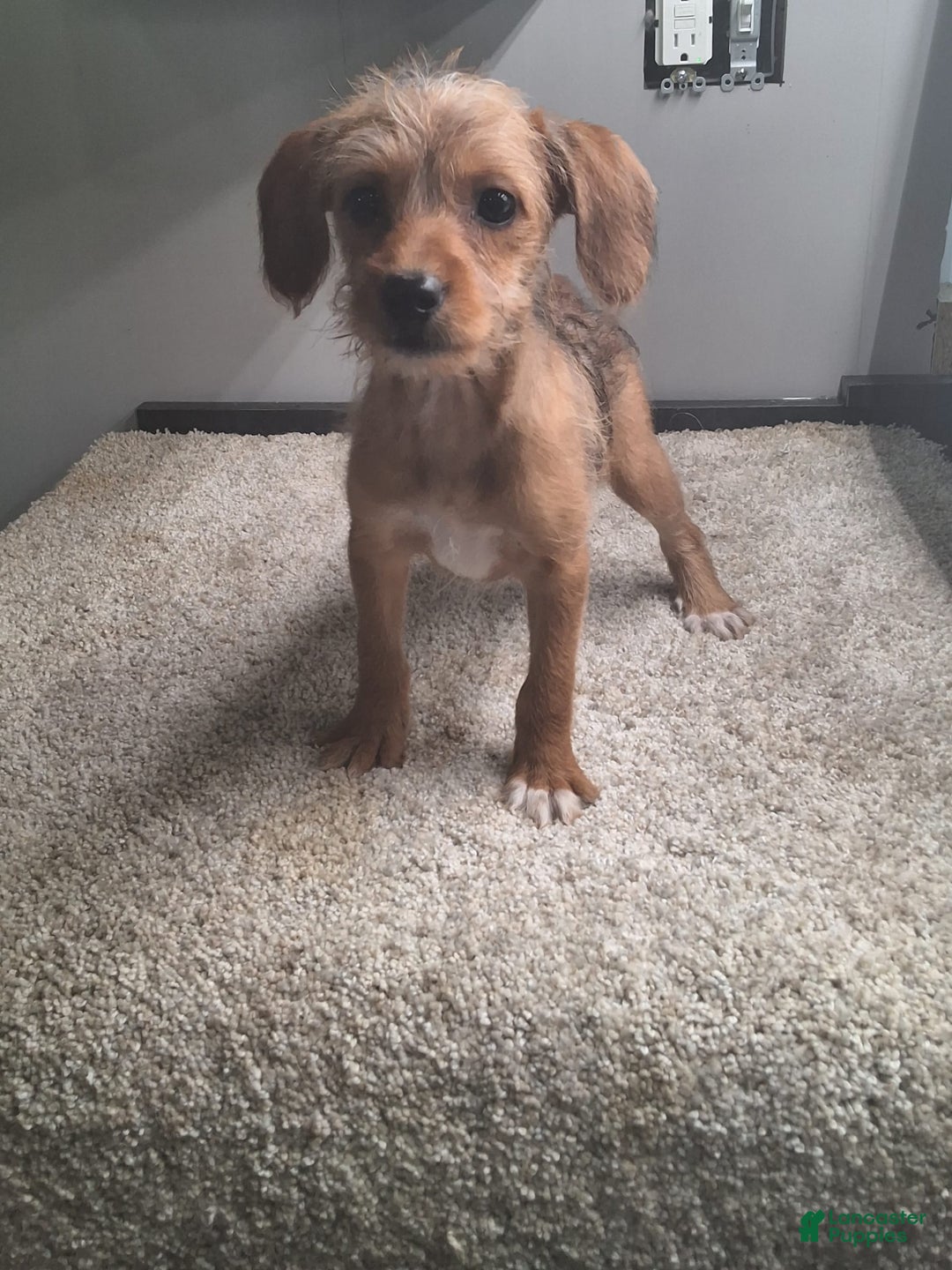 Jackapoo dogs for sale: Sandy - Image 3