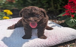 Toy Poodle dogs for sale: Buffy - Image 1