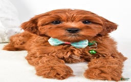 Cavapoo dogs for sale: Valerie - Image 2