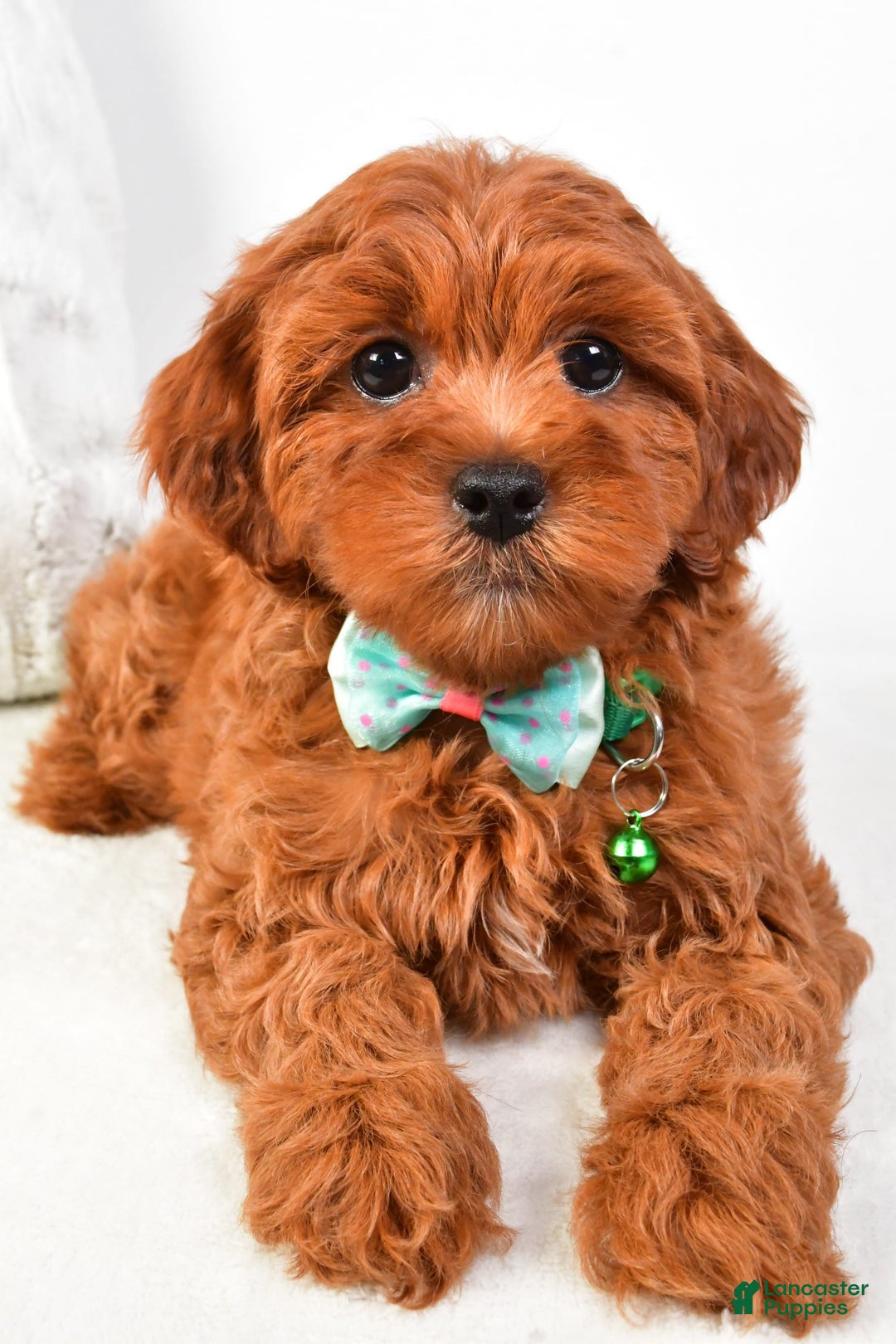 Cavapoo dogs for sale: Valerie - Image 2
