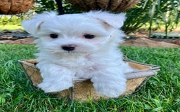 Maltese dogs for sale: Leo - Image 4