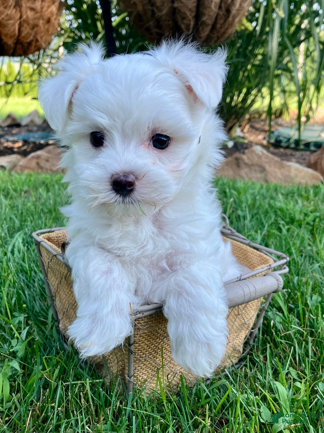 Maltese dogs for sale: Leo - Image 4
