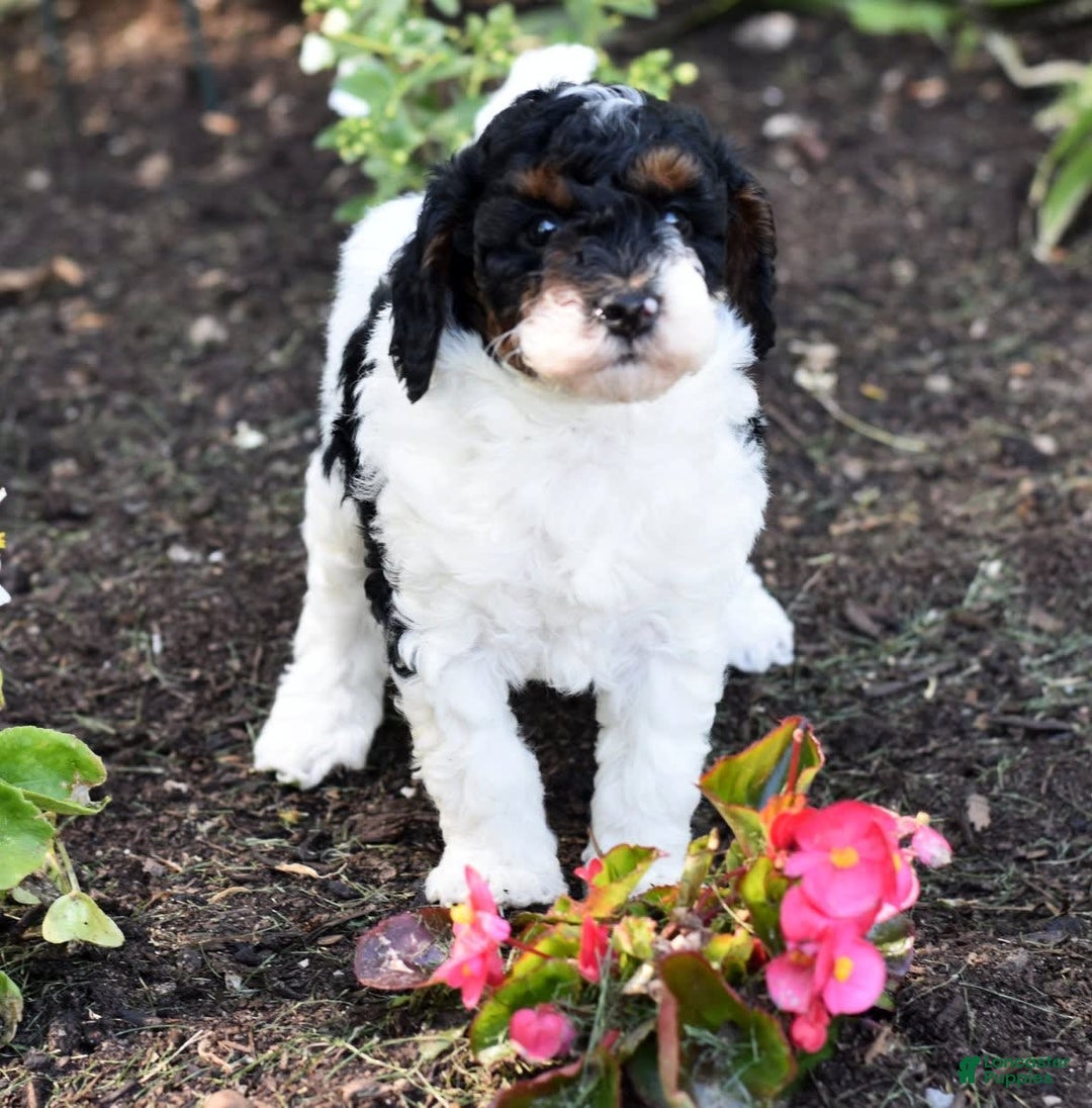 Miniature Poodle dogs for sale: Amos - Image 3