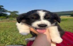 Australian Shepherd dogs for sale: Australian Shepherd 7 puppies - Image 11