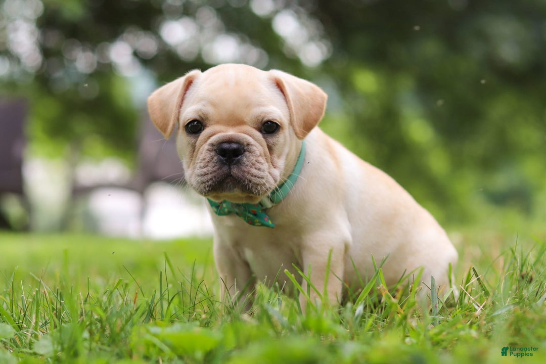 French Bulldog dogs for sale: French Bulldog 5 puppies - Image 26