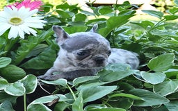 French Bulldog dogs for sale: Midget - Image 1