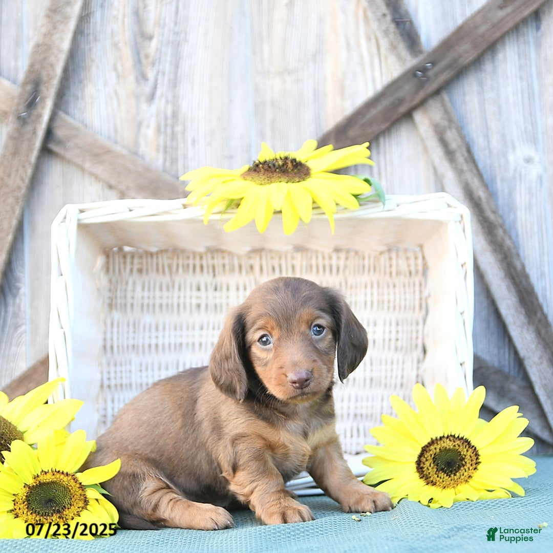 Dachshund dogs for sale: Callie - Image 2