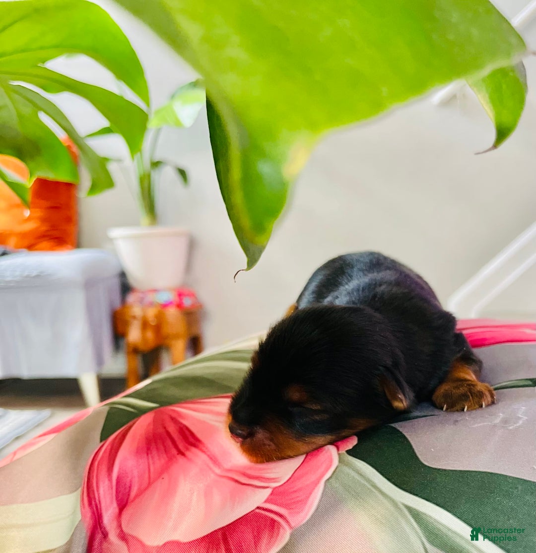 Yorkshire Terrier dogs for sale: Stella - Image 6