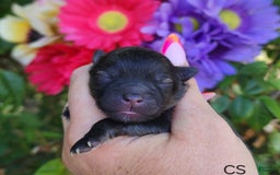 Pomeranian dogs for sale: Valhalla - Listing for pets: Nirvana, Valhalla, Elysium - Image 7